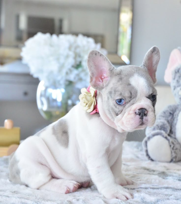 Lilac Merle French Bulldog