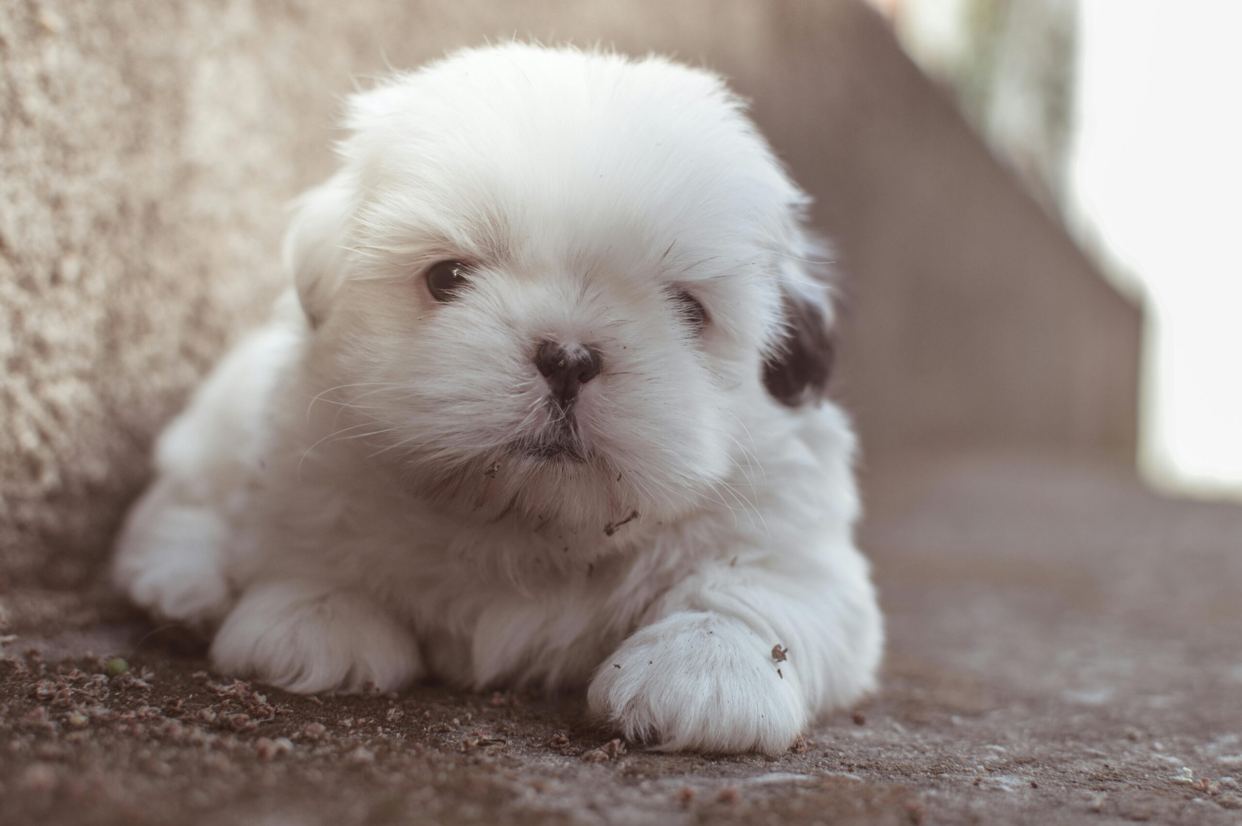 ๐ถ Puppy Obedience Training: Teach Your Puppy to Listen and Behave