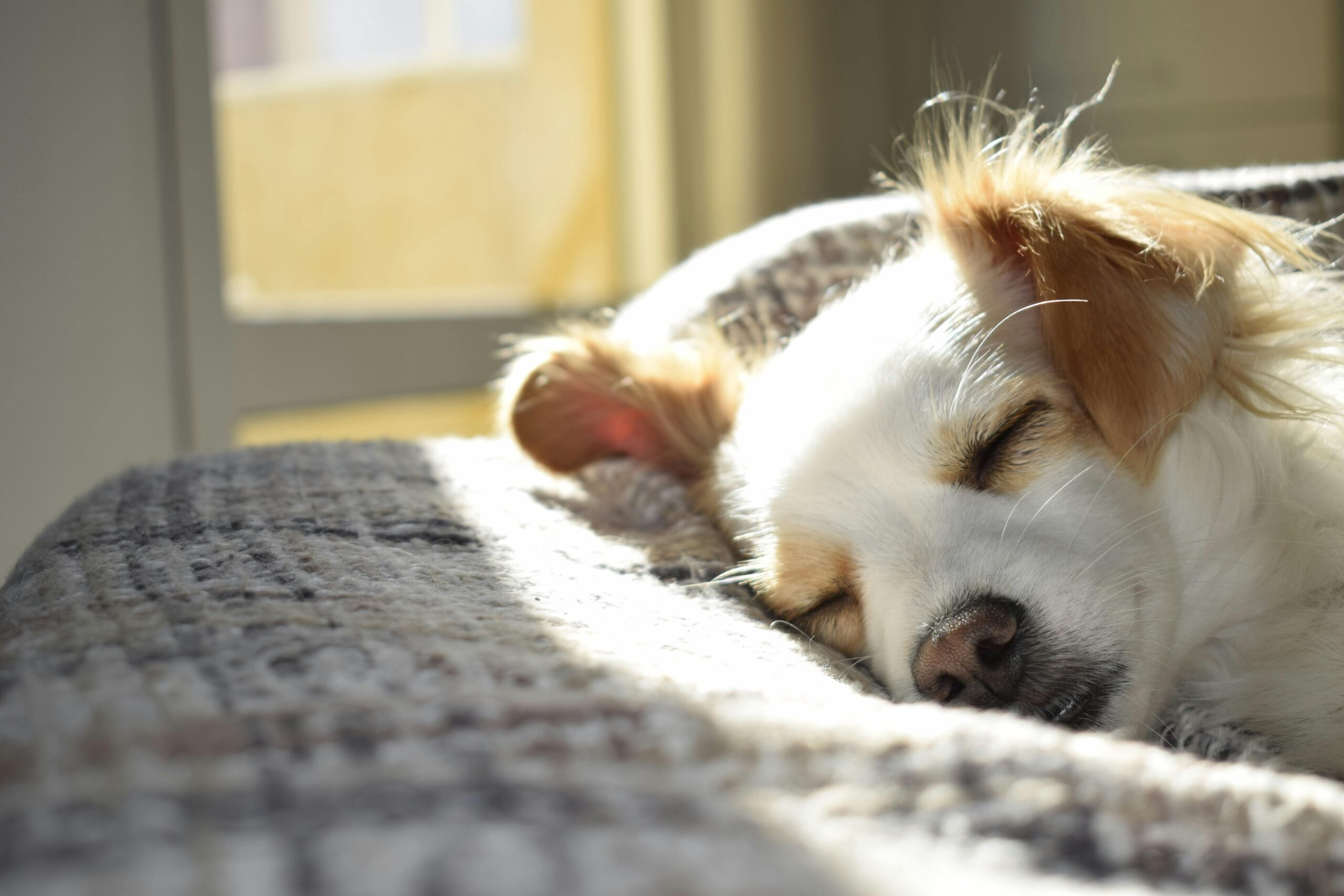 😴 Puppy Sleep Schedule: How to Help Your Puppy Sleep Through the Night
