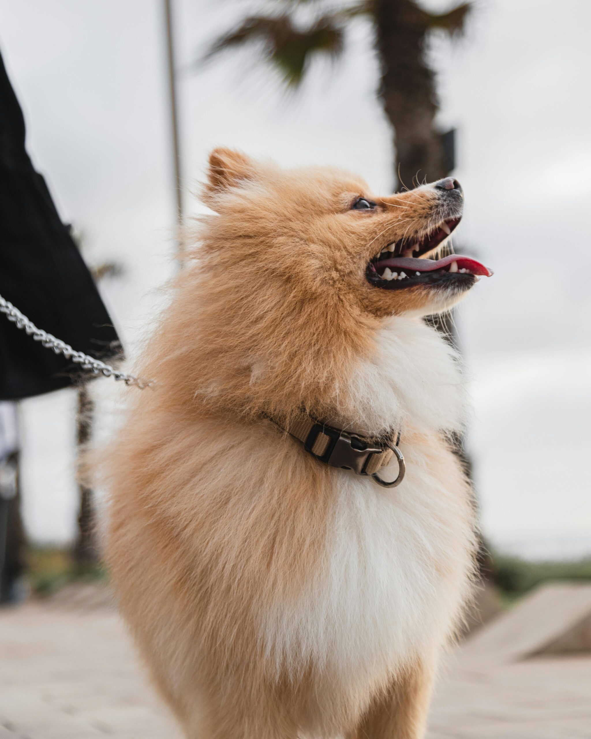 🐶 Puppy Articles – Your Complete Guide to Raising a Happy, Healthy Puppy