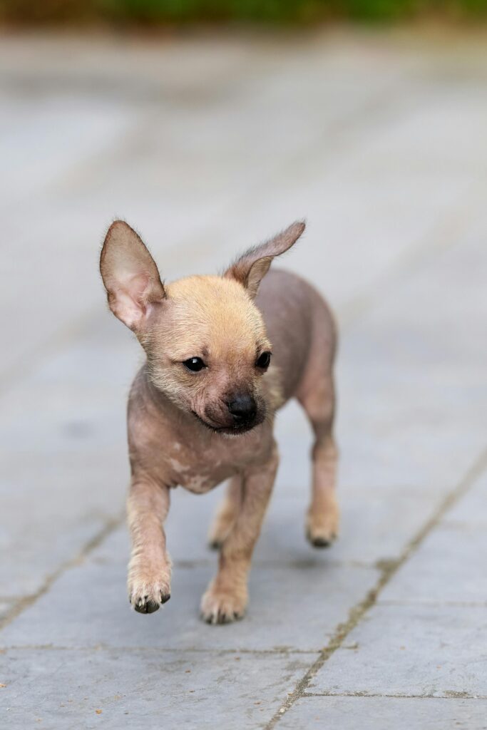 Is It Bad for Adult Dogs to Eat Puppy Food?