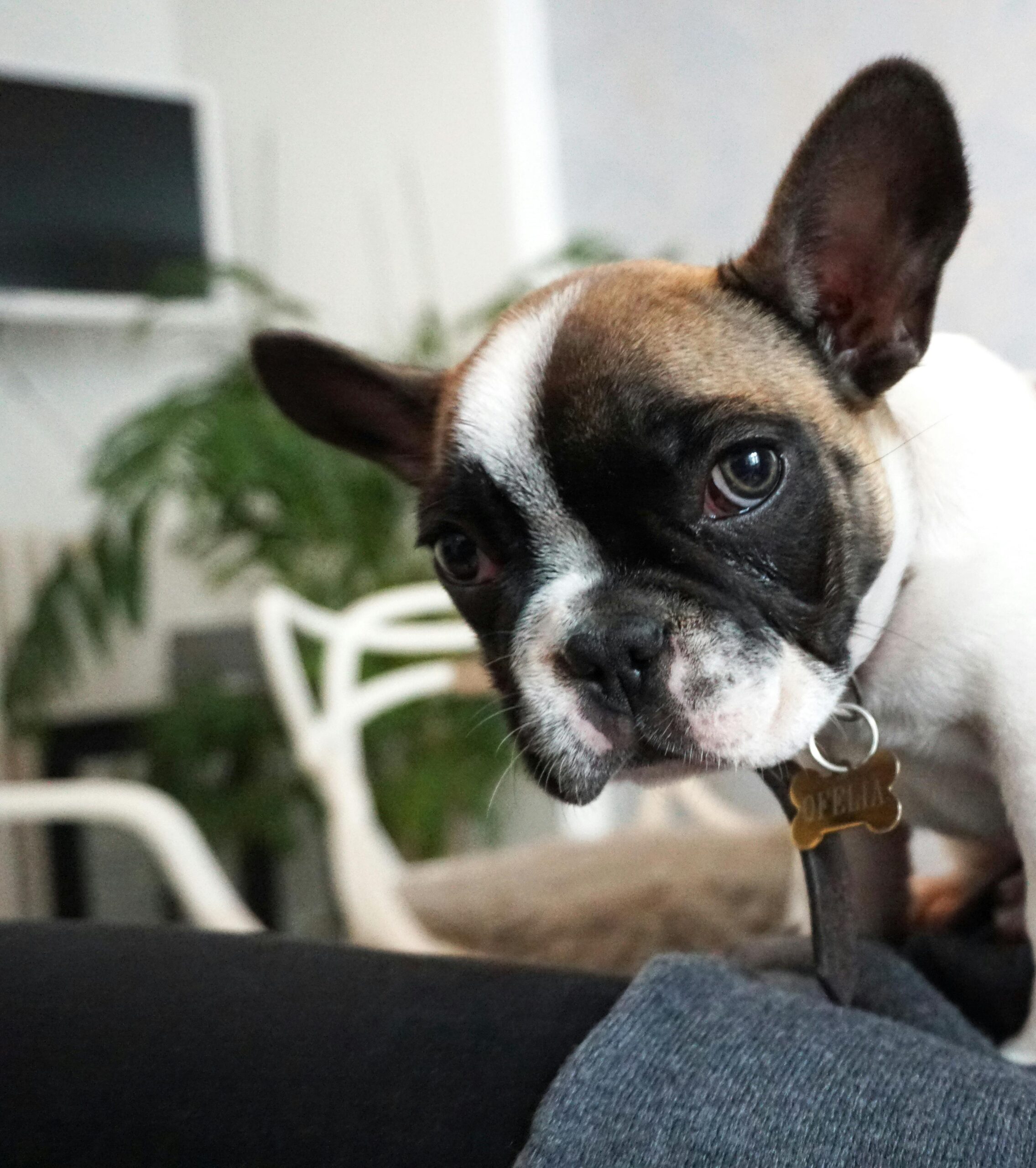 🐶 French Bulldog Price Guide 2025: Real Cost, Rare Colors (Blue & Lilac Merle) and Care Tips