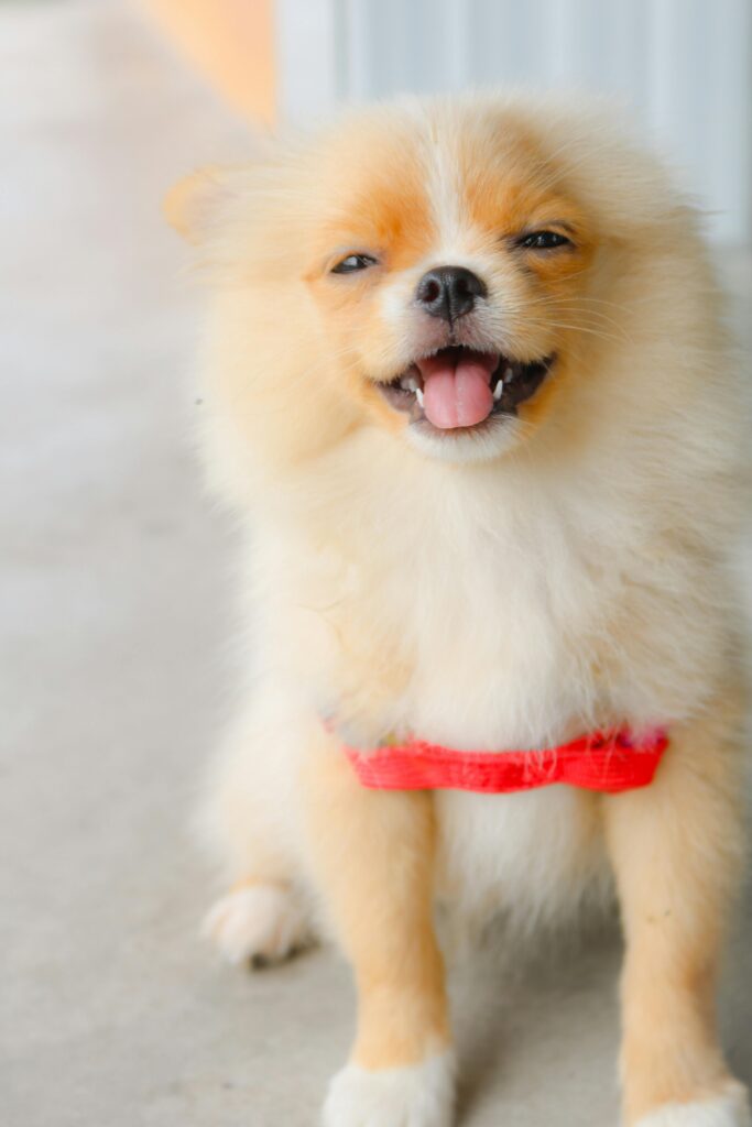 Puppy Care Guide: Keep Your Puppy Happy and Healthy